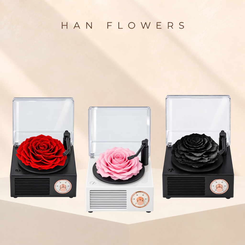 Gramophone Music Box with Preserved Rose