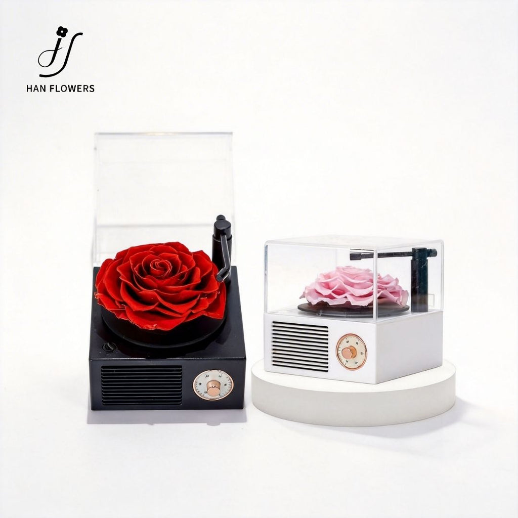 Gramophone Music Box with Preserved Rose