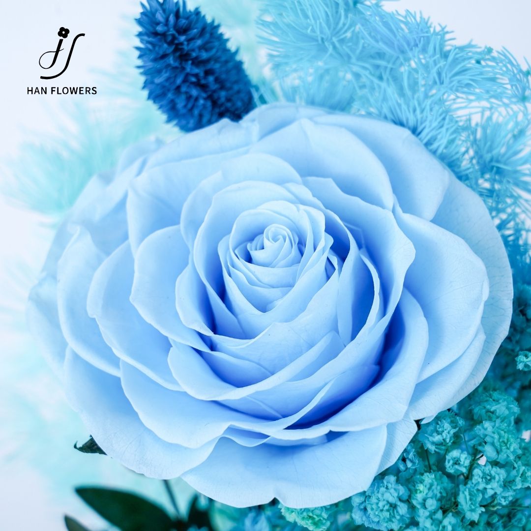 Stem Rose Bloom
