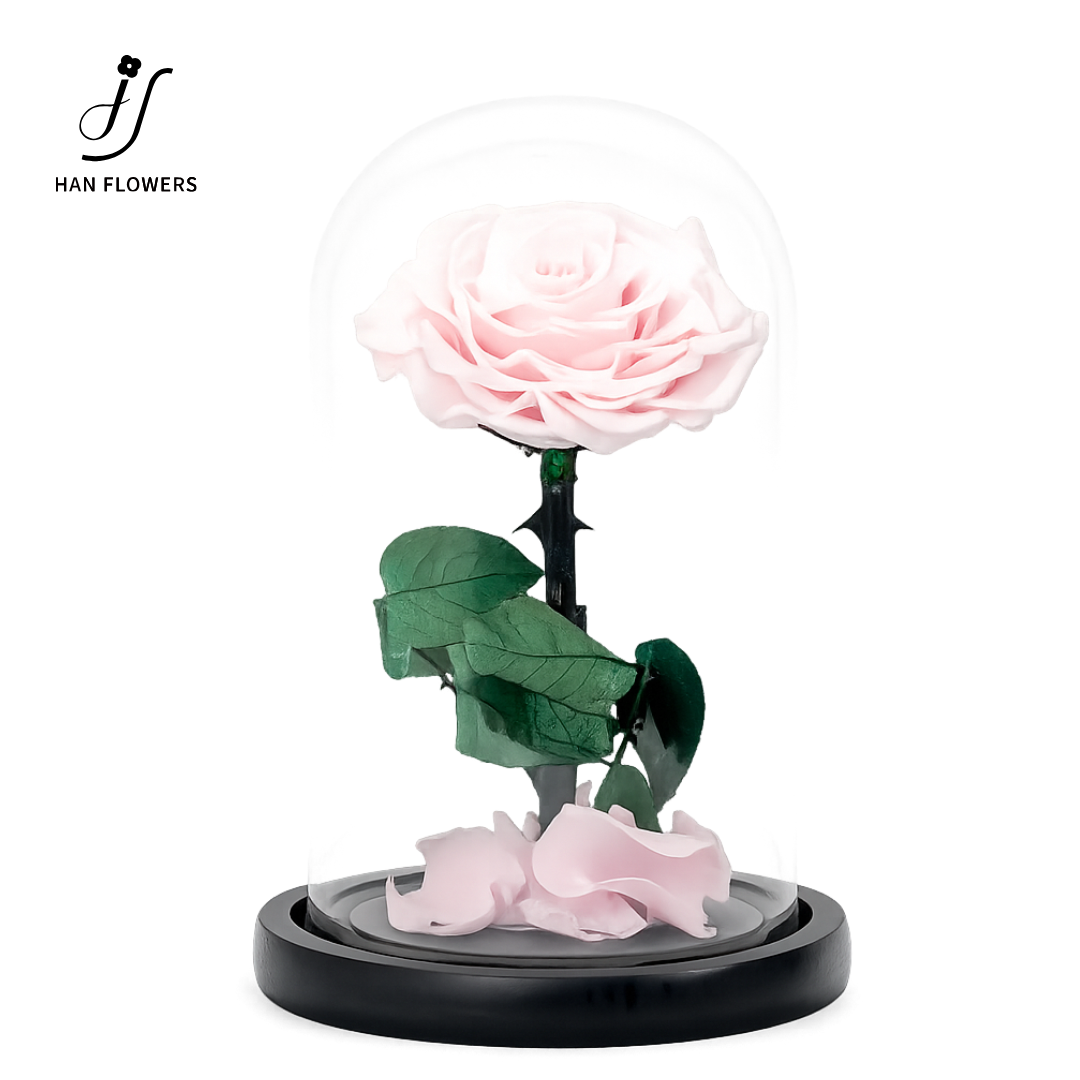 Little Prince Preserved Rose