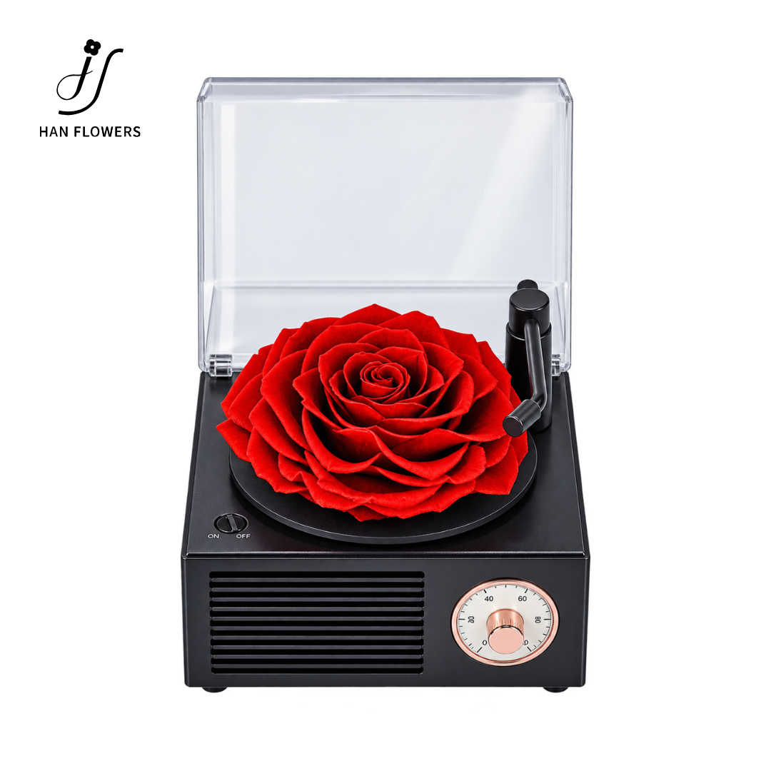 Gramophone Music Box with Preserved Rose