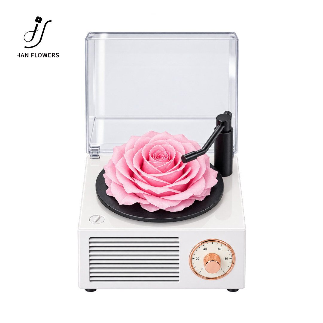 Gramophone Music Box with Preserved Rose