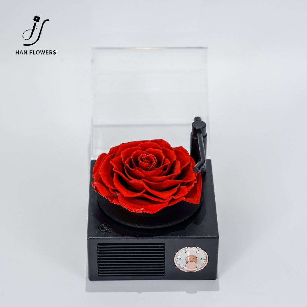Gramophone Music Box with Preserved Rose