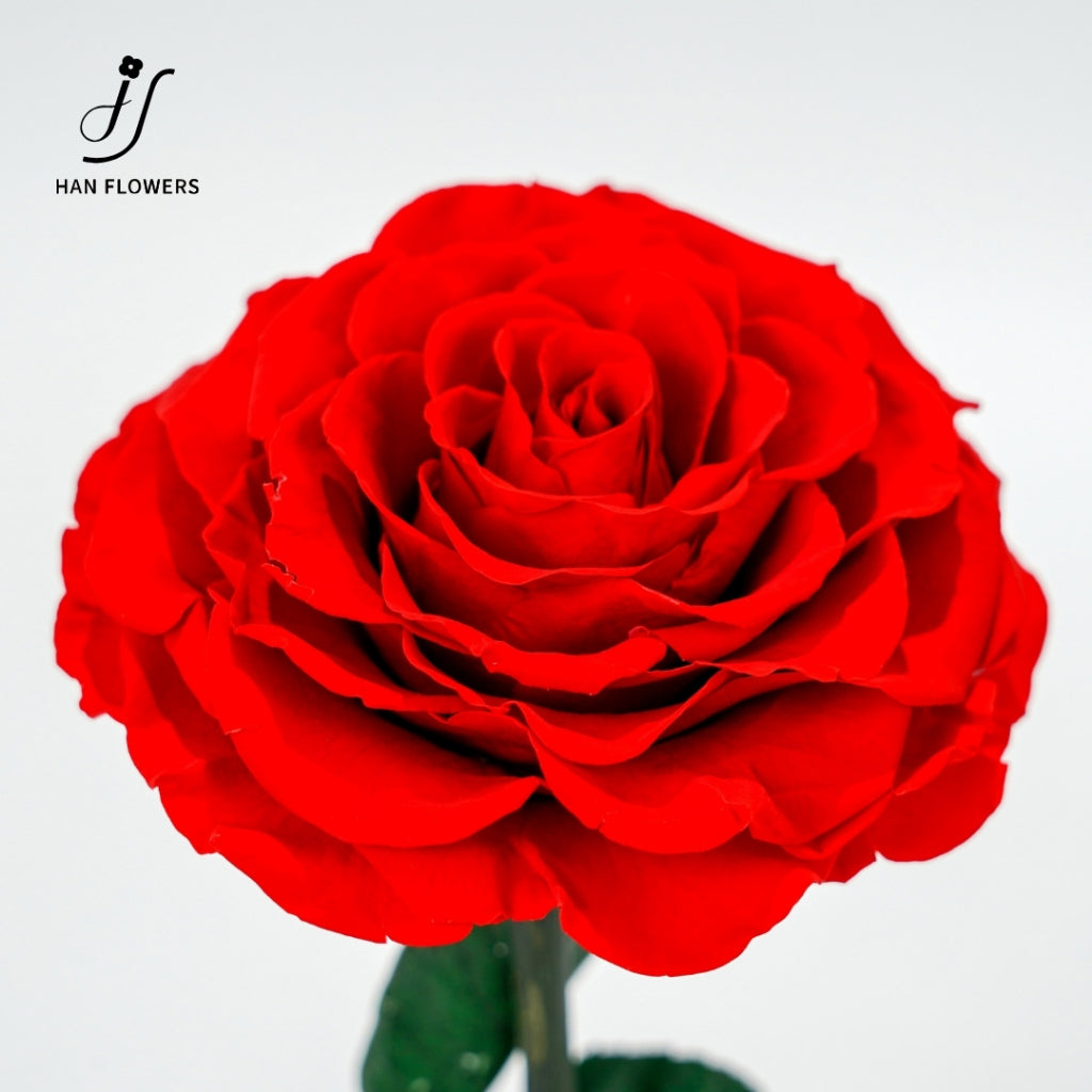 Little Prince Preserved Rose