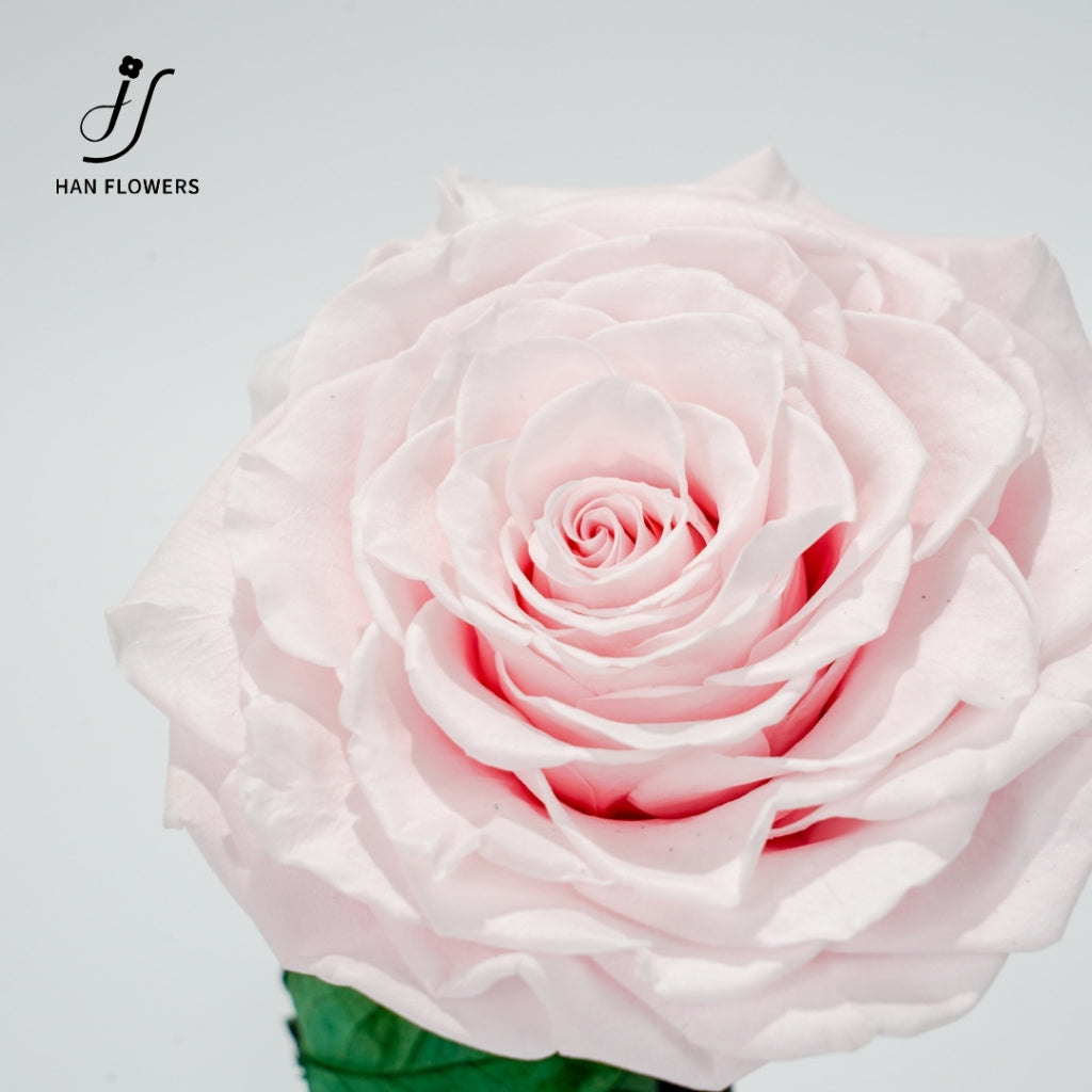 Little Prince Preserved Rose