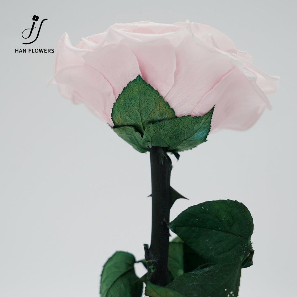 Little Prince Preserved Rose