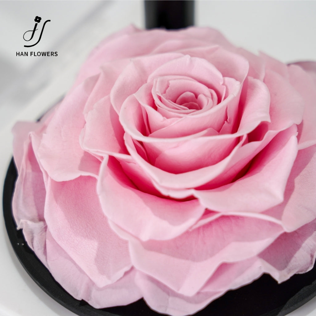 Gramophone Music Box with Preserved Rose