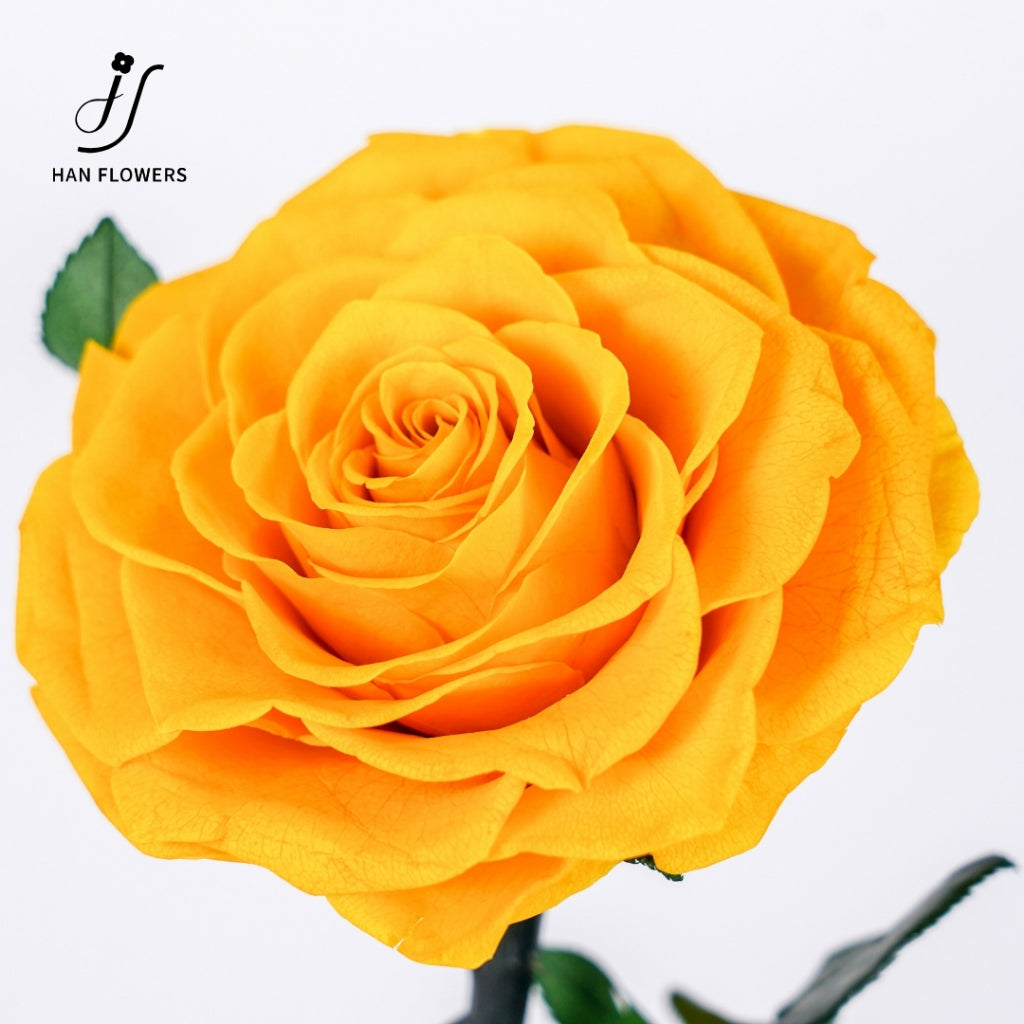 Little Prince Preserved Rose