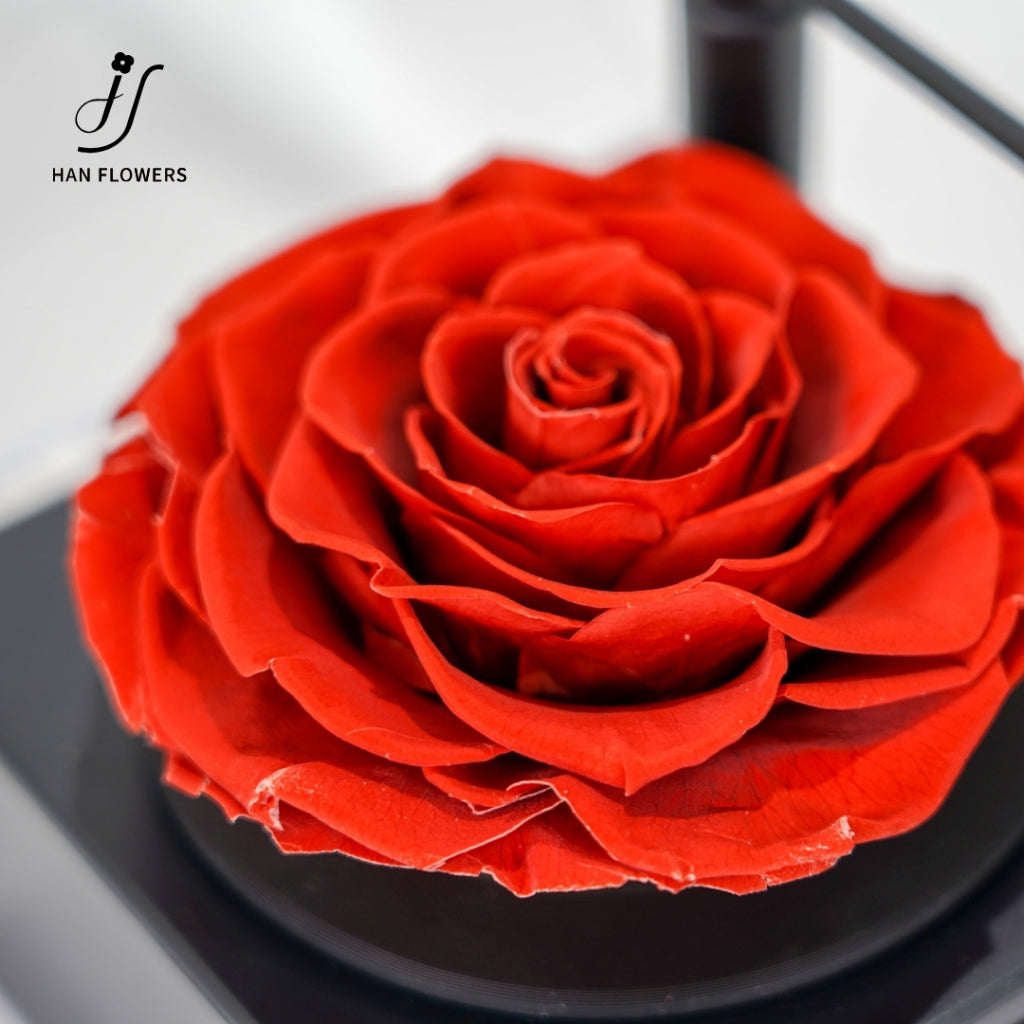 Gramophone Music Box with Preserved Rose