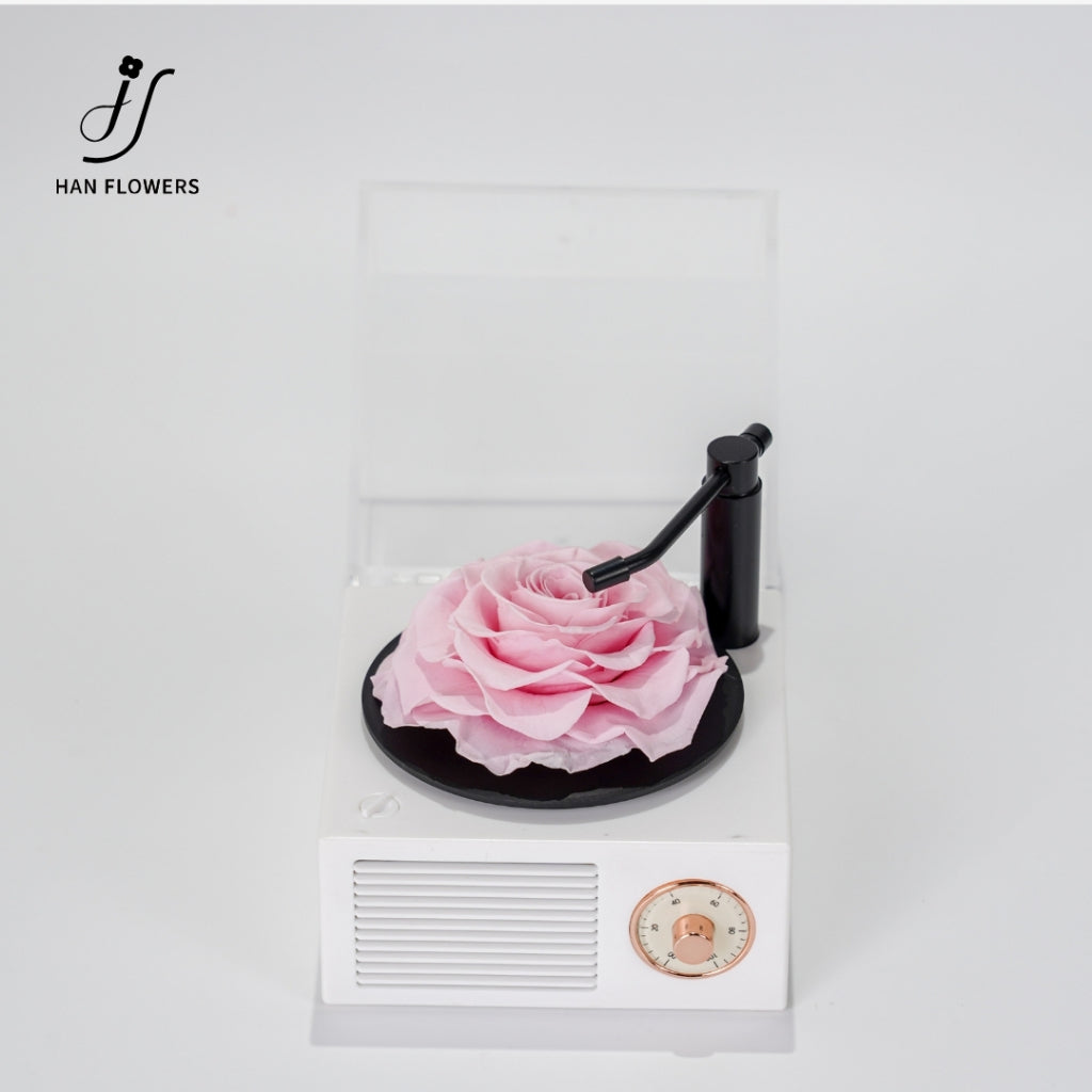 Gramophone Music Box with Preserved Rose