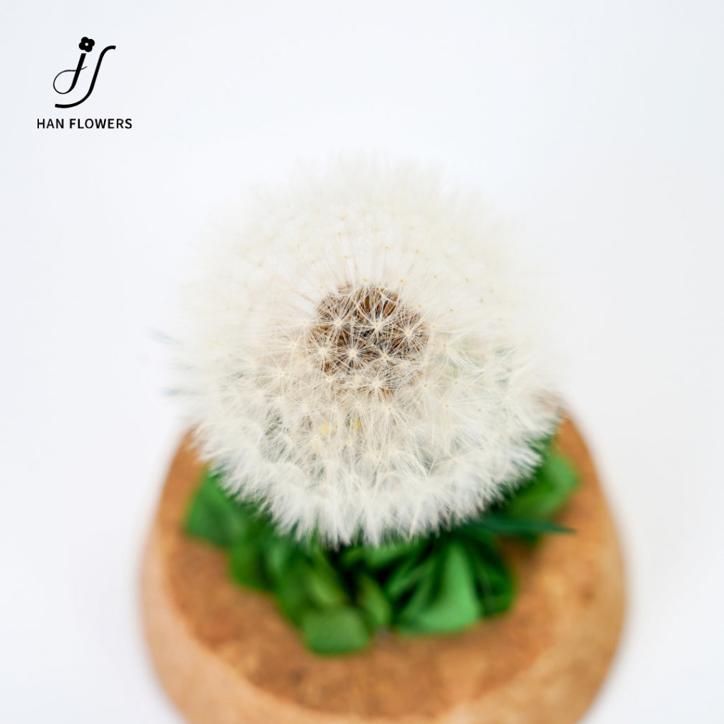 Dandelion Preserved Flower in Glass Dome