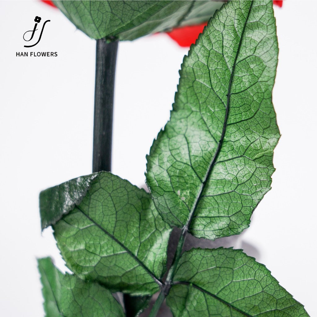 Preserved Rose Flower Bear in Glass Dome