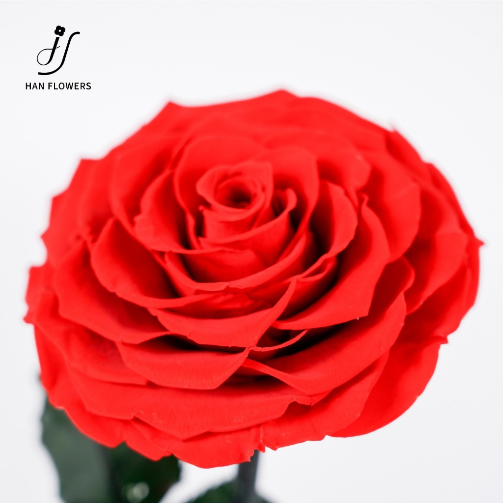 Preserved Rose Flower Bear in Glass Dome